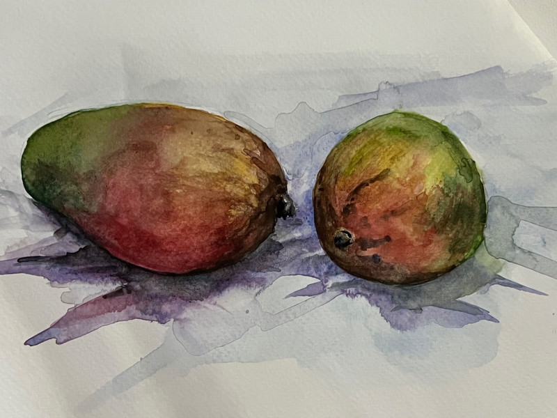 original watercolor sketch stilllife painting mangos tropical realistic signed  