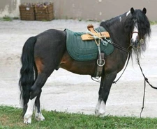 Kerry Bog Pony Black GLOSSY POSTER PICTURE PHOTO PRINT BANNER 12749