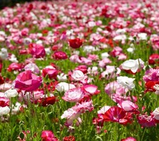 English Poppy Shirley Papaver Rhoeas Double Mix - 10,500x seeds - Poppy