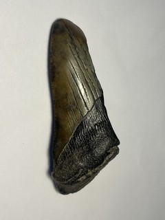 Megalodon Shark Genuine Half Tooth Fossil Real Prehistoric Giant 3.8 Inches