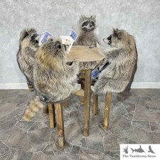 #30668 P | Poker Raccoons Novelty Taxidermy Mount For Sale