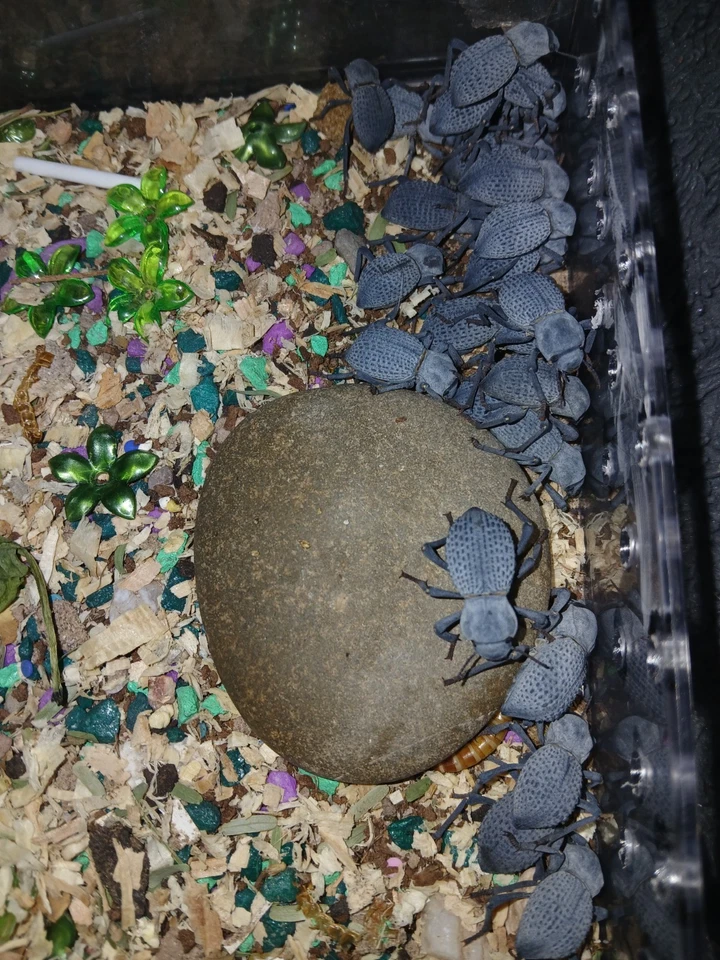 4 Blue Death Feigning Beetle , excellent pet,beginners, docile, easy to handle - Image 4 of 4