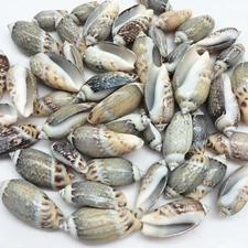 Shiny Polished Green Olives Gibbosa Sea Shells, 8 OZ Approx, 1 Inch ~ 1-3/4 Inch