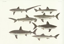 1931 Japanese Exotic Sea Life -  Thresher Basking Hammerhead Shark  13