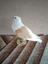 Beautiful taxidermy ornamental pigeon!!