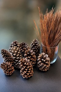 10 Large Natural Pine Cones Rustic Farmhouse Decor Craft Pinecones