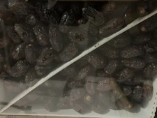 DATES MEDJOOL 11LBS SIZE MEDIUM. FRESH CALIFORNIA.  Fast Free Shipping.