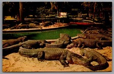 Vintage Postcard St. Augustine Alligator Farm Florida Souvenir Reptile Zoo