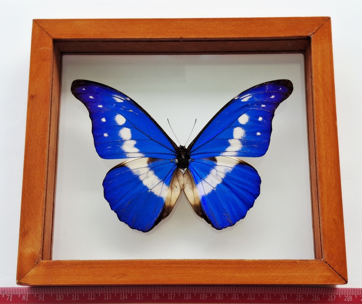 REAL FRAMED BUTTERFLY MORPHO RHETENOR HELENA MOUNTED DOUBLE GLASS