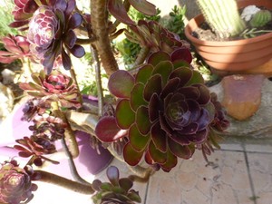 Plantes Grasses De Jardin