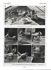 Walnut Grafting / Walnut Potting. 1924 Print