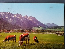 Inzell, Blick zum Rauschberg - Mit glücklichen Kühen - 23.6.1975