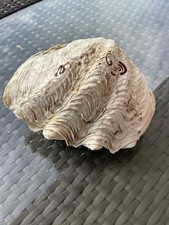 COQUILLAGE BENITIER BIVALVE 800 Gr