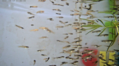 (12 Fancy Guppy Fry) 12 Beautiful Baby Guppies They Grow Fast and Very Active