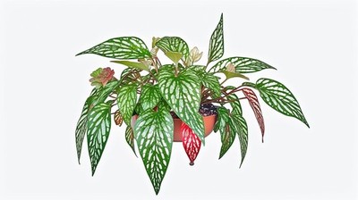 Angel Wing Begonia Medora BUY 2 GET 1 FREE