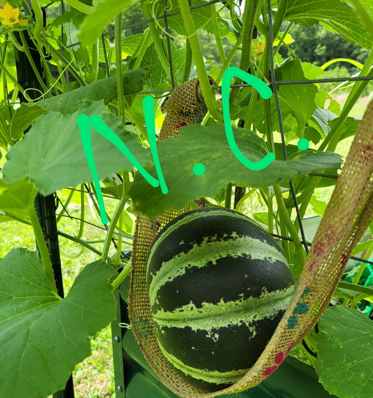 10 Kajari melon seed Hand sown,grown 2023 saved seed for Spring Summer Grow 2024 eBay