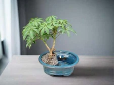 Hawaiian Umbrella Land and Water Bonsai Tree