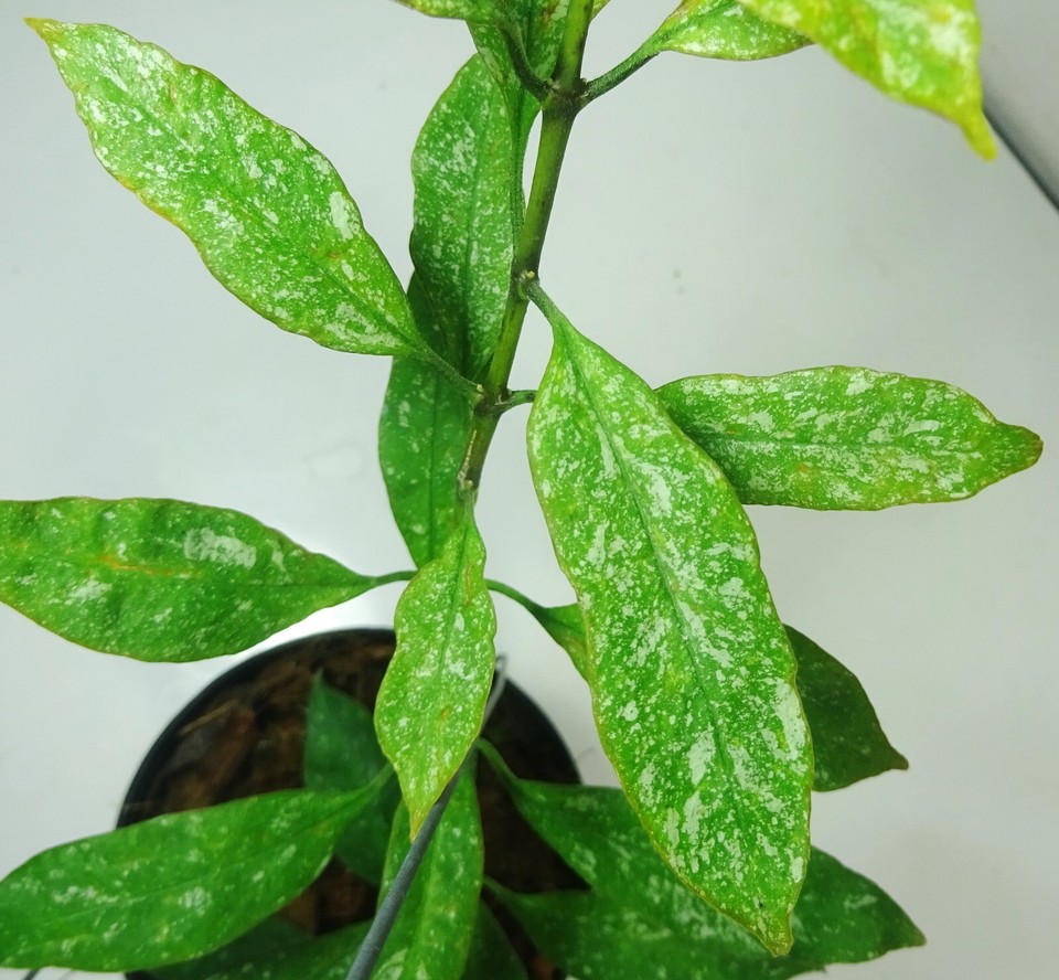 Hoya multiflora mini splash, 25 cm. plant, Actual Plant, RARE eBay