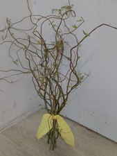 Fresh Curly Willow Twigs. Makes A Fab Easter Tree.   Mixed Lengths.