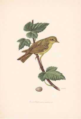 1954 Weidensänger Vogel Druck - Vintage Vogel Wandkunst Dekor - 9,4 x 6,2 Zoll