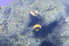6 Striped Pumpkin Nerite Snail Tank-Raised US SELLER FedEx Priority Overnight