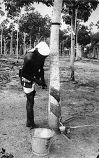 # A1308   SAP COLLECTING FROM RUBBER TREES   REAL PHOTO   POSTCARD 