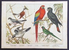Stampa antica pappagallo ara macao uccelli sordelli cromolitografia 1880
