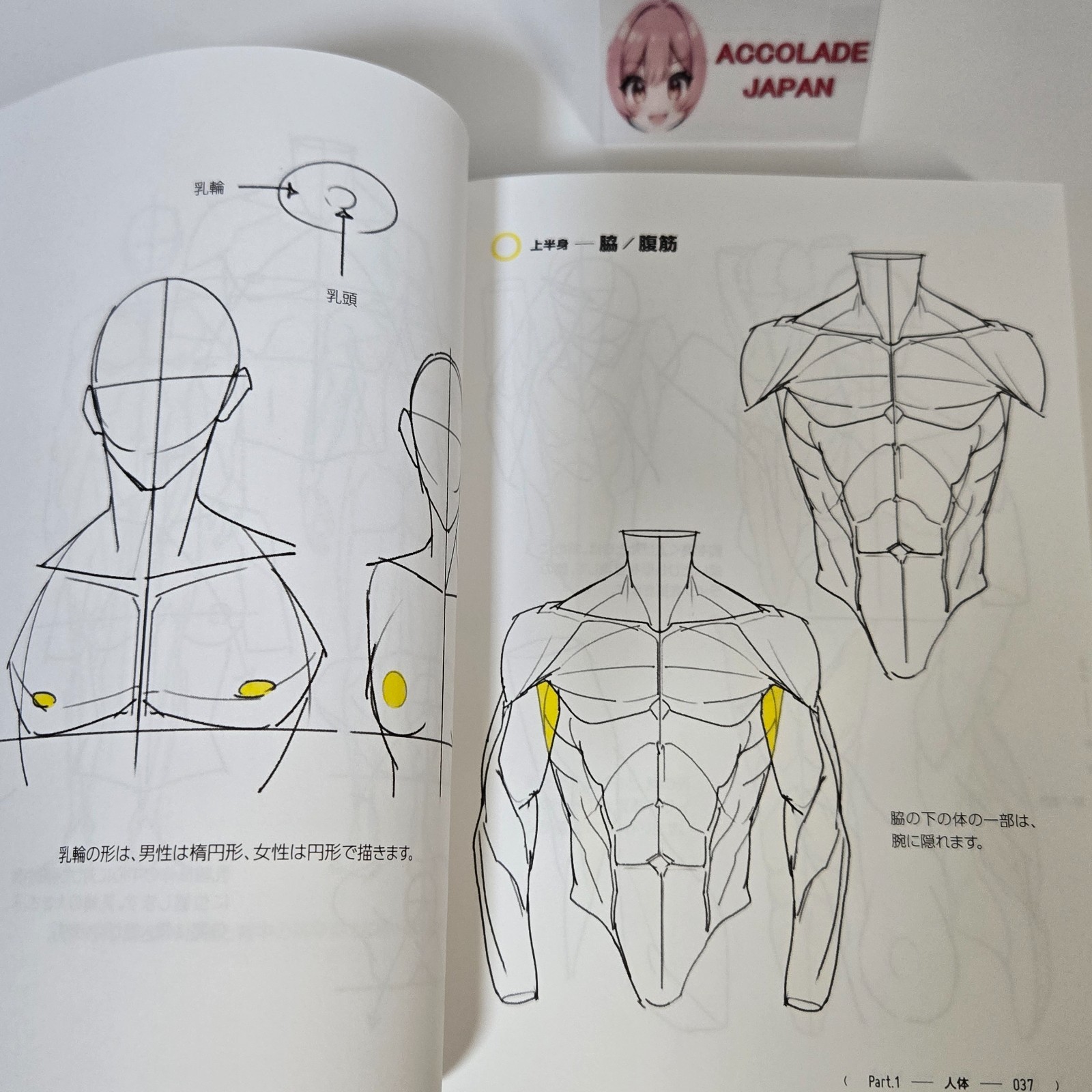 Directly from TACO! 390 tips for dramatically improving your human body drawing