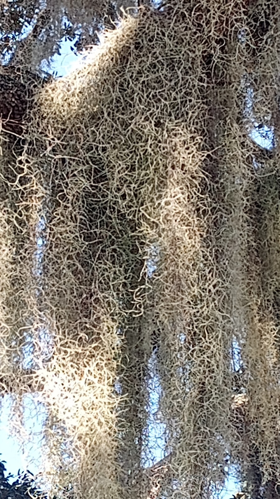 Spanish Moss Live Florida Oak Tree Fresh decorative floral craft