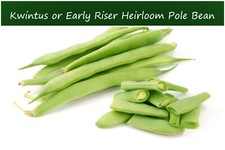 25 Heirloom Vegetable Seeds Early Riser Italian Pole Romano Bean -Kwintus
