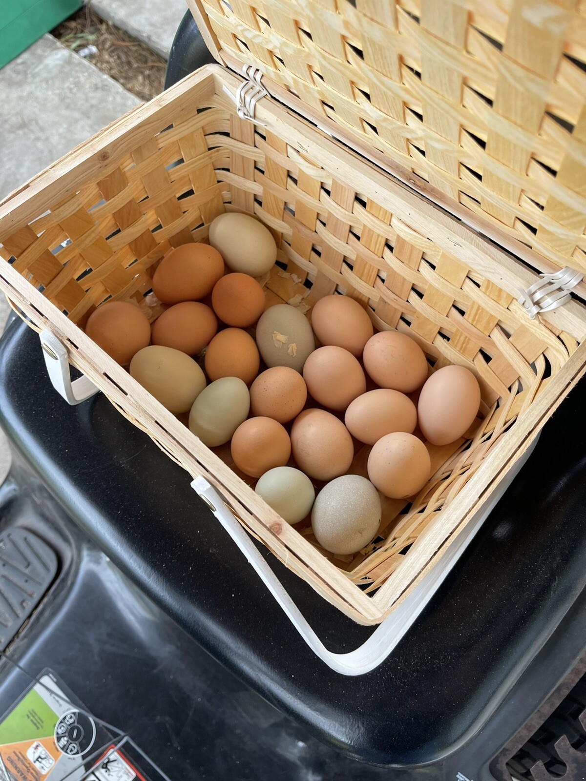 6 + 1 Fertile Chicken Hatching Eggs Award WinningPlease read