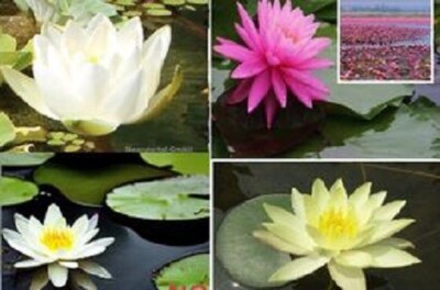 Seerosen Set weiß rosa gelb Pflanzen für den Gartenteich Teich