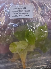 Alocasia Cuprea Red Secret Pink Variegated Tissue Culture Plant