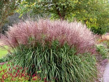 10 RED MAIDEN GRASS Miscanthus Sinensis Plumes Ornamental Flower Seeds *Comb S/H