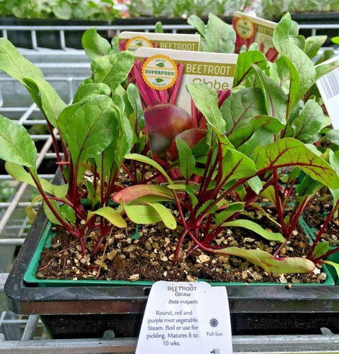 BEETROOT Beta vulgaris nutritious root vegetable plants – 6cell seedling punnet - Picture 2 of 3