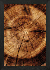 Wooden cut tree trunk Framed Wall Art Poster Canvas Print Picture