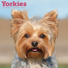 Carousel Calendars,  Yorkies 2026 Wall Calendar, 12'' X 12'', 16-Month Calendar