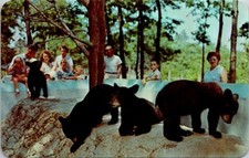 Postcard Deer Forest Paw Paw Lake Coloma Michigan MI Bear Cubs Unposted