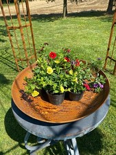 Pflanzschale  Blumen  Edelrost Stahl Design Feuerschale 50 cm Gartendekoration