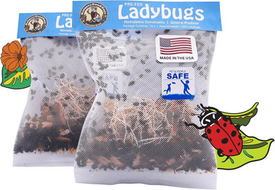 3000 Live Ladybugs - (2 X 1500 Live Ladybugs) - Guaranteed Live Delivery!