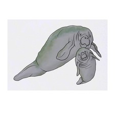 'Manatee Mother  Calf' Temporary Tattoos / Transfers TO00041940 