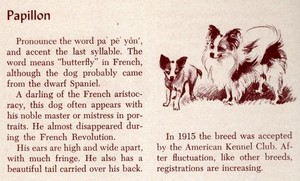 Papillon - CUSTOM MATTED - Vintage Dog Art Print - 1954 M. Dennis