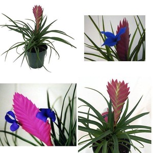 Details About Hawaiian Pink Quill Live Plant Exotic Easy Tillandsia 4 Pot Indoor Housplant - 