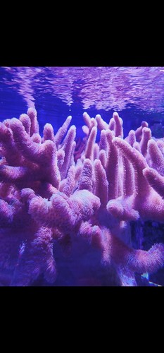 LARGE frag extra fuzzy purple pulsing sinularia coral leather