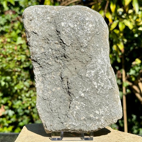 Jurassic Crinoid Star Slab Fossil on Stand - Charmouth, UK - Authentic with COA - Picture 3 of 5