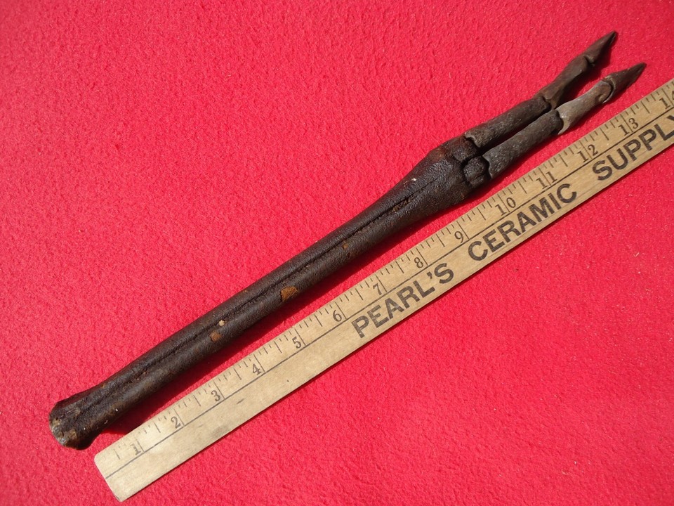 TOP QUALITY DEER LEG MOUNT FLORIDA FOSSILS ICE AGE BONES SKELETON TOOTH