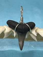 SHARK TOOTH PENDANT. 3/4 Inch Fossilized LEMON Shark Tooth From Bone Valley Fl 