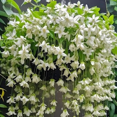 Climbing Weeping Jasmine Seeds for Planting, 300+pcs Fragrant