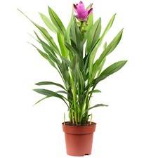 Kurkuma - Curcuma - Höhe ca. 55 cm, Topf-Ø ...