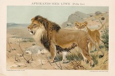 L&ouml;we Panthera leo  Afrikanischer Afrika Felis Leo LITHOGRAPHIE von 1895